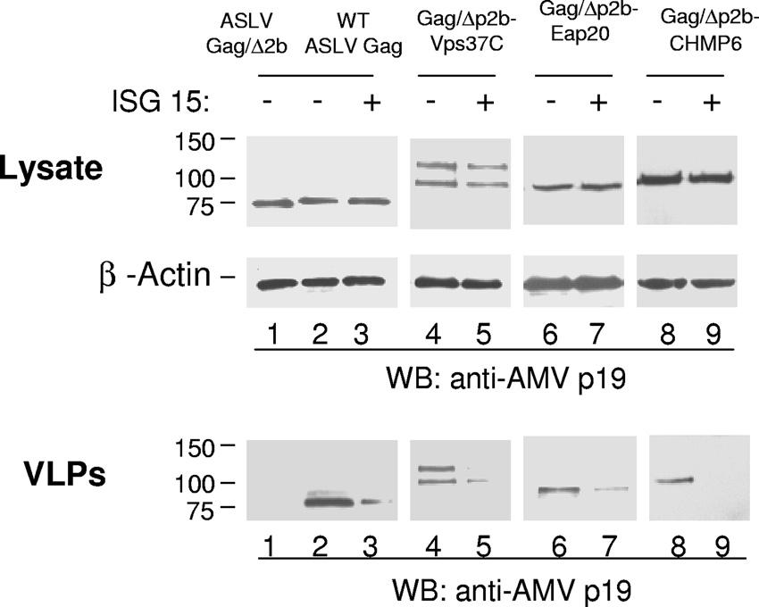 At 48 h posttransfection, lysate fractions were immunoprecipitated with anti-amv MA (p19) serum, and VLPs were collected from the medium fraction as described in the legend to Fig. 1.