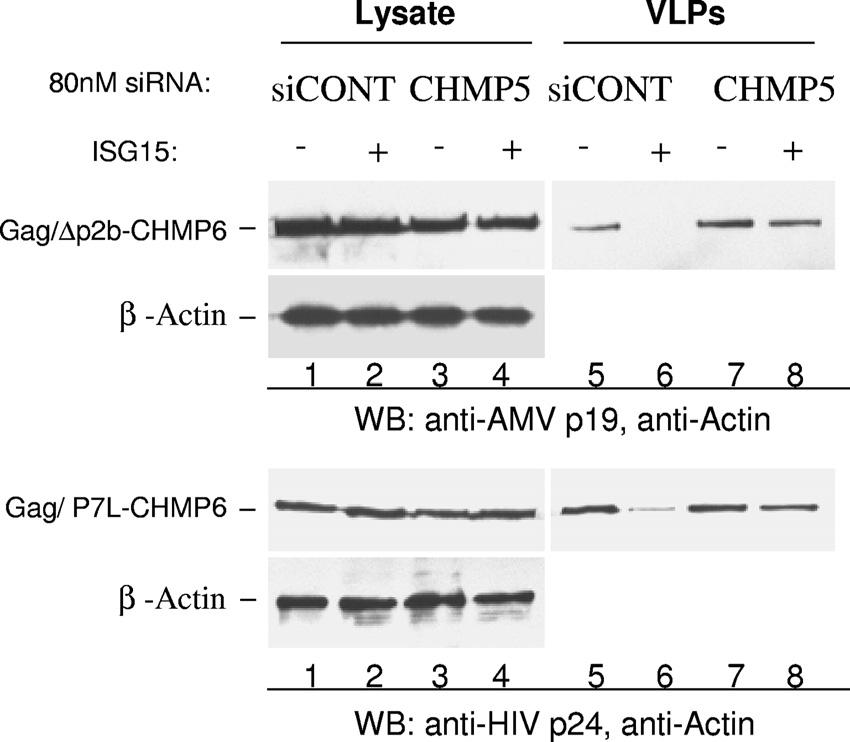 4732 PINCETIC ET AL. J. VIROL. FIG. 9. CHMP5 is required for ISG15-mediated interference of LIP5-Vps4 interaction.