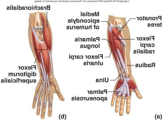 Myology of the Hand: Extrinsics Flexor Digitorum Superficialis Origin Insertion Common flexor tendon on the medial epicondyle of the humerus, coronoid process of the ulna and