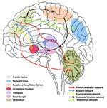 Brain-Based Disorder Frontal lobe Parietal lobe