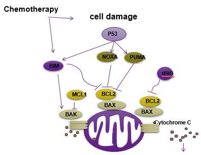 CLL cells depend on BCL2 to survive Mitochondrial collapse is an irreversible step to cell death Mitochondria cellular motor 2 critical roles: Provide energy Decide cell fate (to live or die) In CLL,