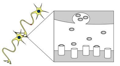 Enlarged View of Synapse (gap) Sending neuron that releases neurotransmitters Model of Synapse (gap) Dopamine (beads) Receptors (small cups) Receiving neuron with receptors that bind to