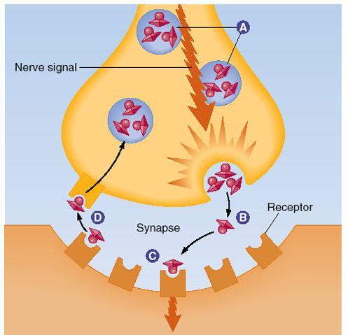 Neurotransmitter release Function: Convert electrical signal (action potential) into chemical signal (to cross synapse) Location: How: Terminal button Neurotransmitters (NTs) stored in bubble-like