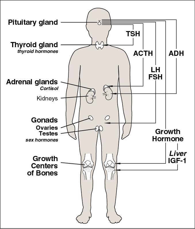 The target glands are those glands in the body that make hormones in response to signals from the pituitary gland.
