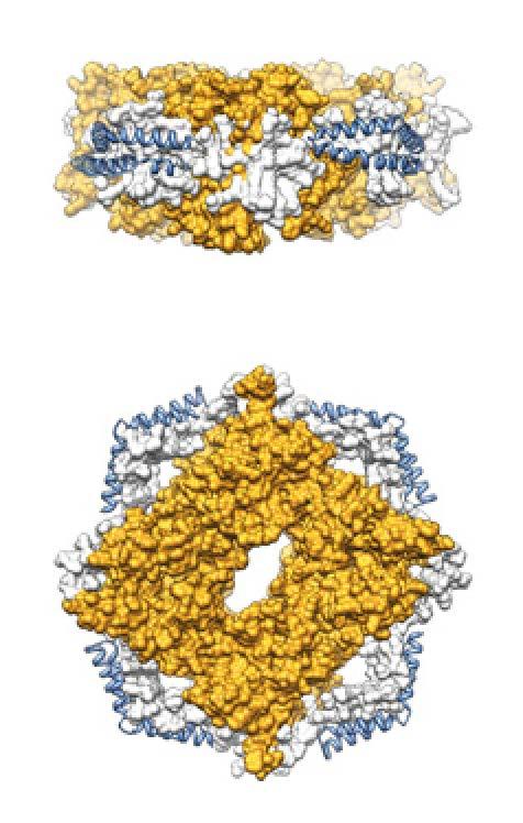 Alternatives: Fragmented Membranes bicelles 1 MSP nanodiscs 2 Salipro nanoparticles 3 1 Sanders and Landis, Biochemistry