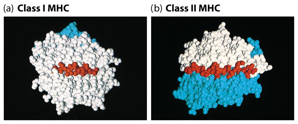 Svaka MHC molekula je sposobna predočiti mnogo različitih peptida, no predočuje samo jedan peptid u određeno vrijeme (jer ima samo jedan utor). Bitno je da peptidi pašu u utor, odn.