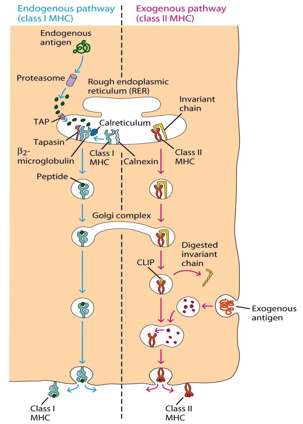 Proteasom degradira endogeni antigen Peptidi se pomoću TAP-a transportiraju u ER MHC molekula klase I veže peptid uz pomoć molekula pratilja MHC molekula klase II veže invarijantni lanac, čime je