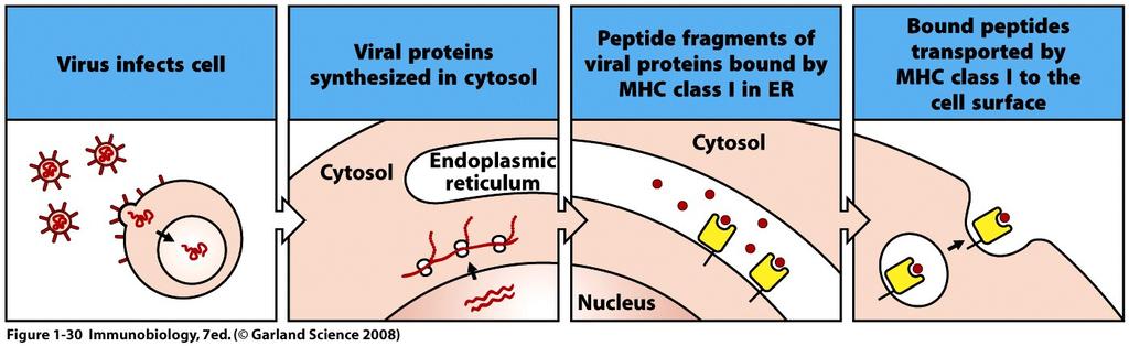 proteina patogena te strane peptide na površini izlažu specijalizirani