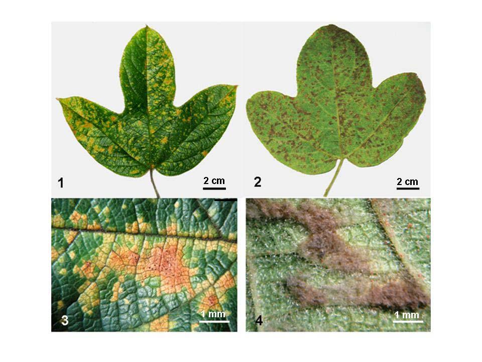 Figs. 1-4. Pseudocercospora passiflorae-setaceae on leaves of Passiflora setacea. 1. Yellow irregular leaf spots on the adaxial face. 2.