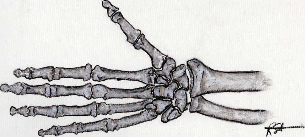 and, therefore, lengthening of the fingers and limbs until fusion occurs, indicating the end of the growth stage. The hand and wrist are comprised of eight small bones called the carpal bones.