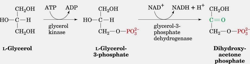 Glycerol part: ( -ATP + NADH ) / DHAP glycolysis Voet Biochemistry 3e Page 913 This looks