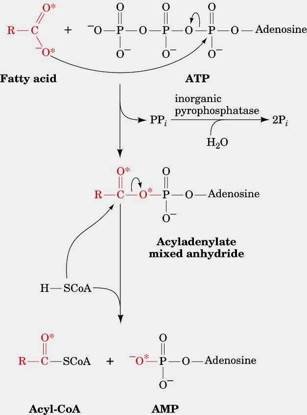 Step 1: Activation (cytosol) Figure 25-9 Mechanism of fatty acid activation catalyzed by acyl-coa