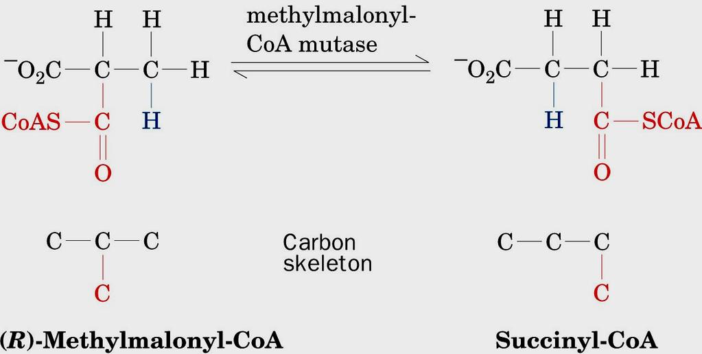 Figure 25-20 The rearrangement catalyzed by methylmalonyl-coa mutase.