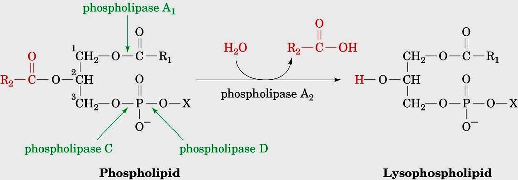 Substrate here is phospholipid, not triacyl-glyceride. A2 Fig.