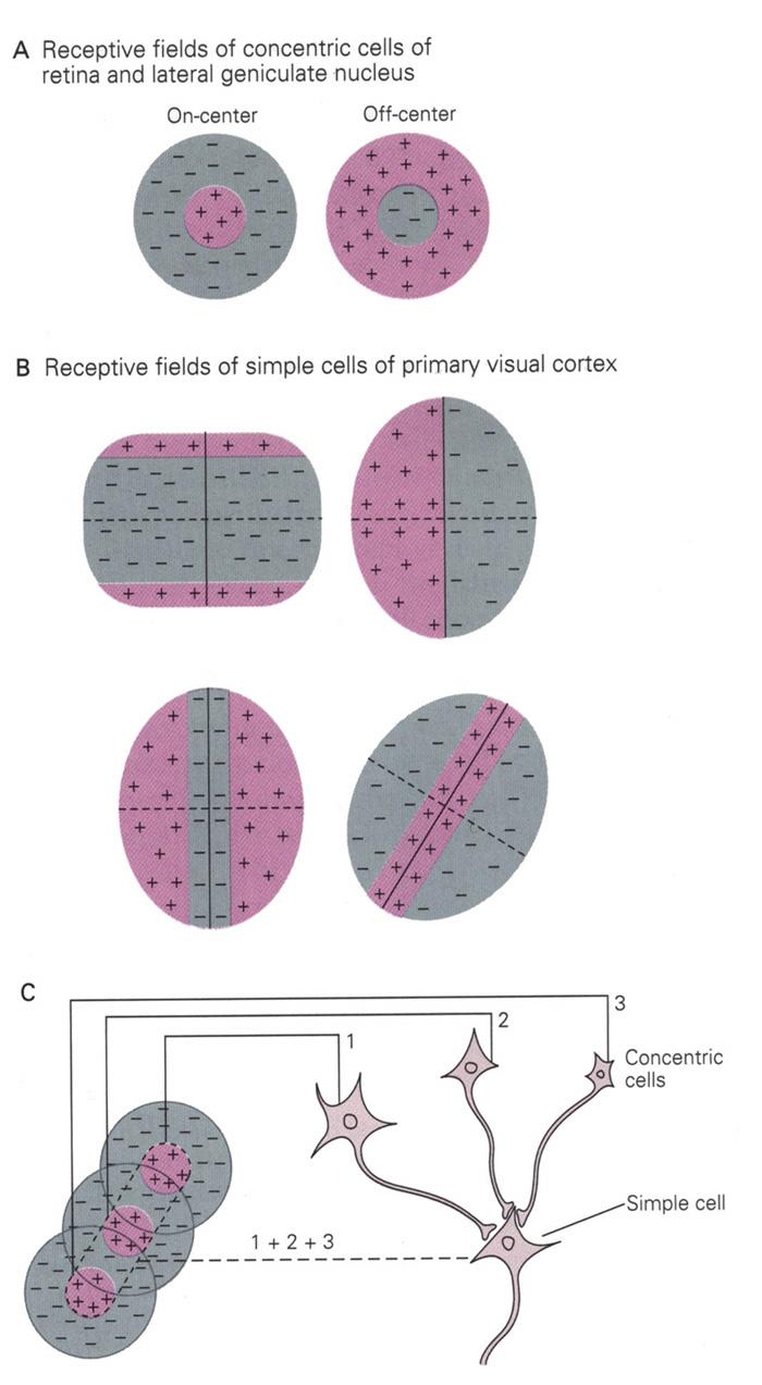 Standard units of visual stimuli: receptive field maps in vertebrates Center of receptive field deg (elevation) 0 Size (diameter) of receptive field MGraw-Hill Companies.