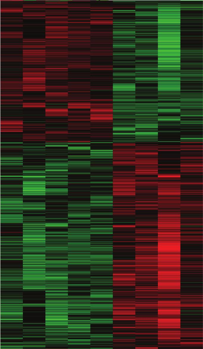 Supplementry Figure 6 HIF trget genes fli 1 2 3 4 5 1 2 3 4 Col61 Trfr2 Hk1 Loxl2 Col12 Nr1 Cite2 Epo Igfgp1 Reltive gene expression 2 1.5 1.5 -.5-1 -1.