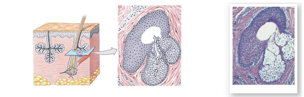 Figure 5-6 Sebaceous Glands and Their Relationship to Hair Follicles.