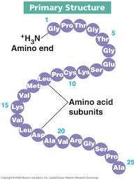 Proteins MADE OF: long chains of carbon, hydrogen, oxygen, and nitrogen, sulfur (C, H, O, N, S)