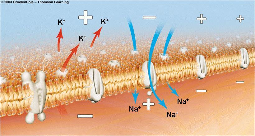 Transmitting a Nerve Impulse Membrane potential reset (repolarization)