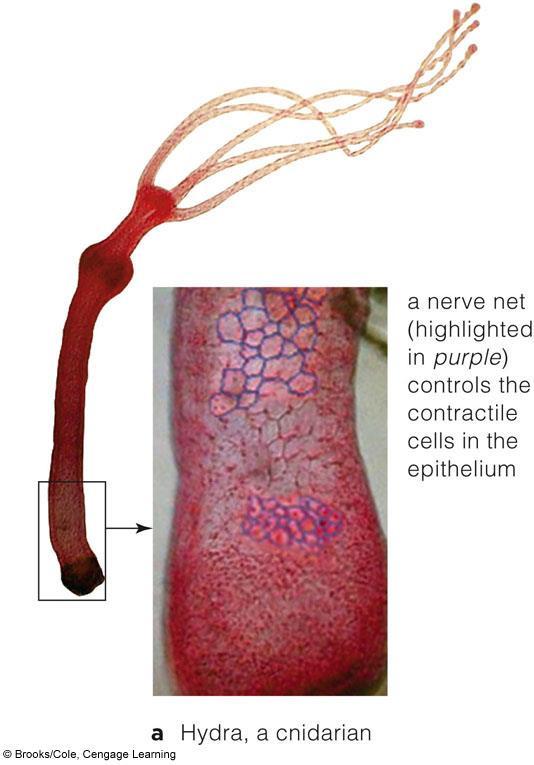 Organization of the Nervous System Nerve net Simplest nervous system E.g., cnidarians Loose