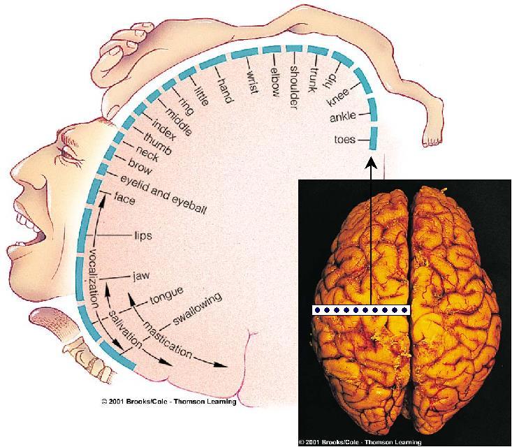 Motor & Sensory Cortex Primary somatosensory cortex Neurons controlling sensory input from