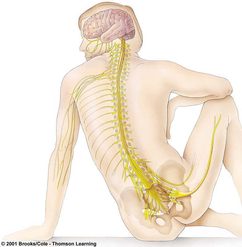 Peripheral Nervous System 12 pr cranial nerves 31 pr