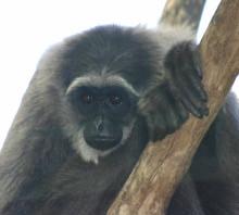 Pathogenicity Khusus had blood collected on four occasions during the five years she was at Perth Zoo.
