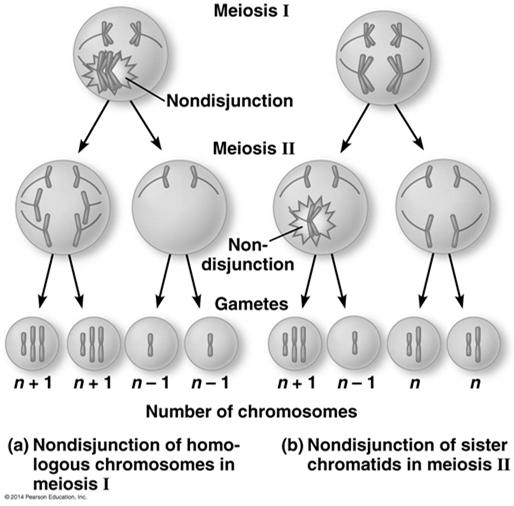 Changes in chromosome number or structure Large-scale chromosomal alterations often lead to spontaneous abortions or cause a variety of developmental disorders 34 Abnormal
