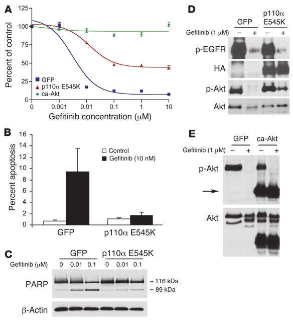 Figure 4 Downregulation of PI3K/Akt signaling is necessary for gefitinib to effectively induce apoptosis.