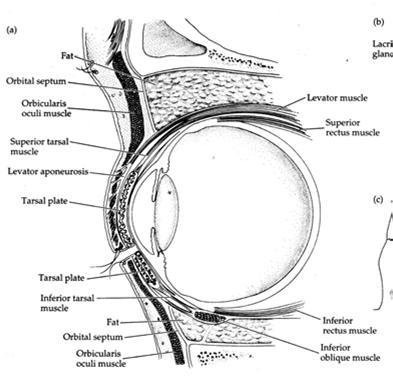 Eyelid Anatomy Etiology Local