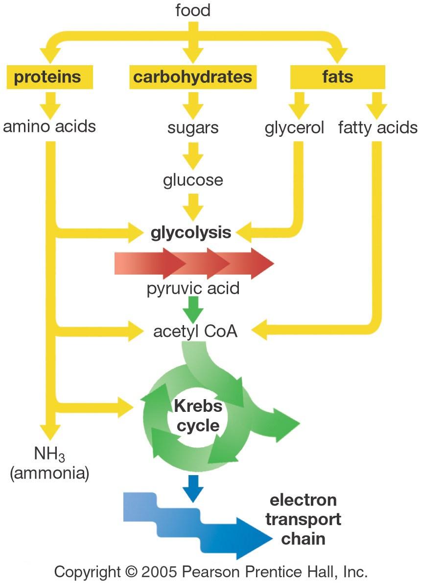 Complex Carbohydrates must first be broken down into glucose before