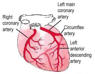 Coronary/Cardiac Circulation