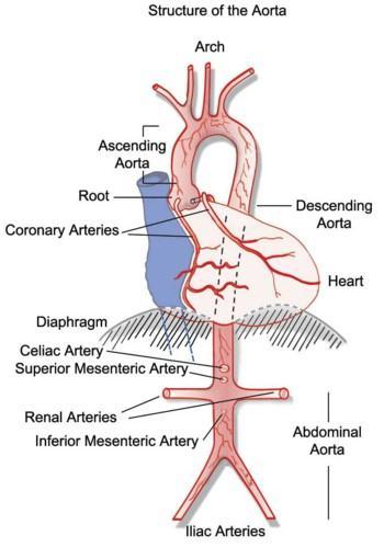 Aorta The largest artery Carries blood from the