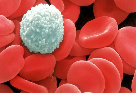 Erythrocytes (Red Blood Cells) Transport oxygen and carbon dioxide to and from the tissues.