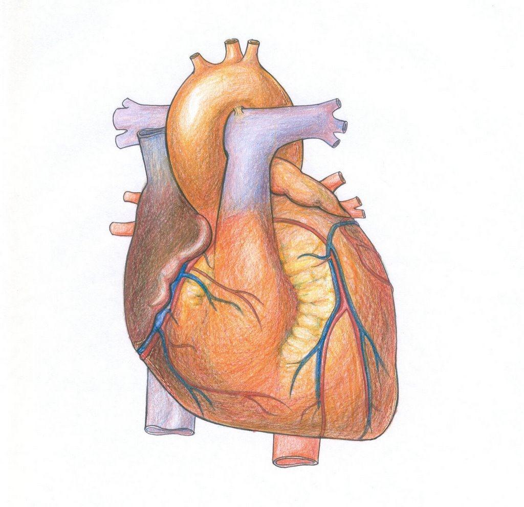 Blood Flow Through the Heart 1. RIGHT ATRIUM to 2. RIGHT VENTRICLE to 3.