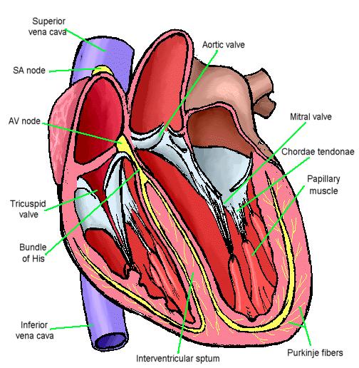 Sinoatrial/ SA/ Sinus Node A small bundle of specialized cardiac muscle tissue located in the wall of the