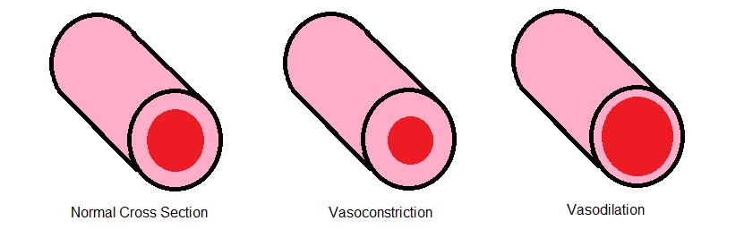 Too cold Vasoconstriction occurs - blood vessels leading to the skin
