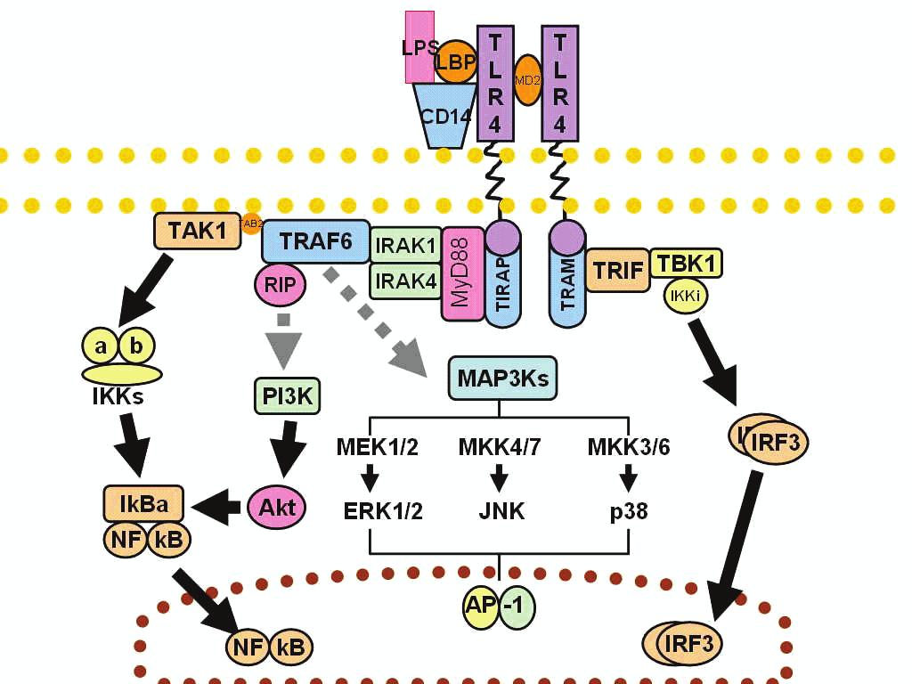 Phospho-protein signalling pathways employed GM-CSF http://en.wikipedia.org/wiki/file: Toll-like-receptor http://en.wikipedia.org/wiki/file: Jakstat_pathway.