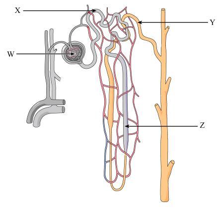 ureter Z- ureter tube that transports urine from pelvis to urinary bladder b) Which of the following is not a function of the organ shown? A. to produce urea B. to excrete metabolic wastes C.