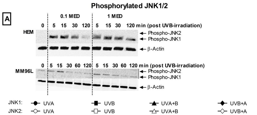 Int. J. Mol. Sci. 2013, 14 17035 Figure 3. Effect of UV radiation on phospho-jnk1/2 expression in HEM and MM96L cells.