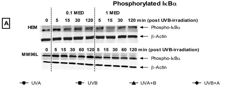 Int. J. Mol. Sci. 2013, 14 17037 Figure 4. Effect of UV radiation on phospho-iκbα expression in HEK, HaCaT and Colo16 cells.