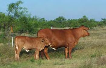 Cortisol and Puberty Brahman-crossbred heifers (excitable temperament compared to other breeds) Reach puberty later