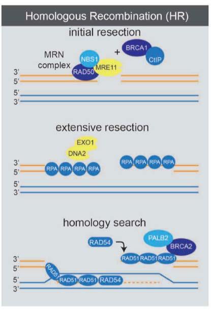 Homologous Recombination DNA Repair HR repair uses a DNA template. The use of a template makes HR conservative and error-free compared to NHEJ 1. DSB is recognized by MRN complex 2.
