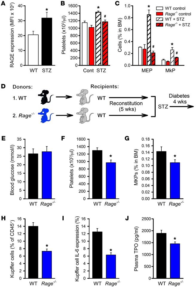 Figure 5. Deletion of Rage protects from thrombocytosis in diabetic mice.