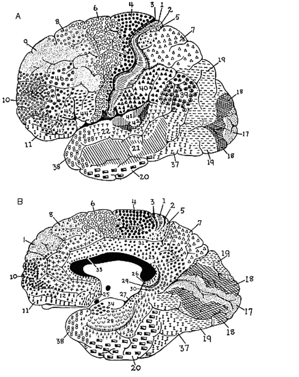 634 D.C. Krawczyk / Neuroscience and Biobehavioral Reviews 26 (2002) 631 664 Fig. 2. Sample maps of cortical architecture using Brodmann numbers. (A) Lateral view of left hemisphere. B. Medial view of right hemisphere.