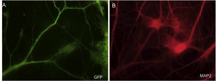 Fig. 5. SYN-EGFP Day 62 infection with 250 µl of virus. (A) GFP staining of an isolated neuron showing the presence of dendritic spines. (B) MAP2 staining confirming neuronal identity.