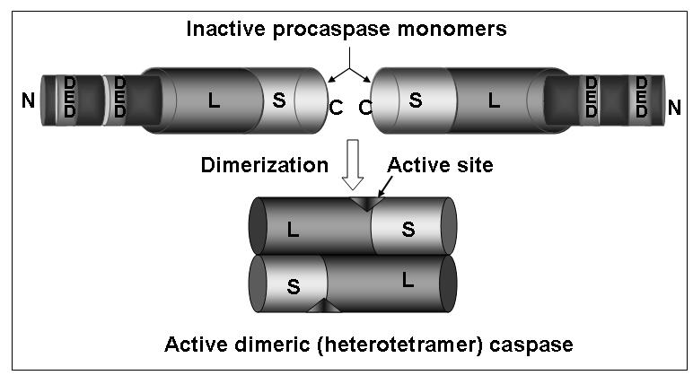 Figure 3: Diagrammatic view of initiator procaspase-8 activation. The zymogens of initiator procaspase exist as suppressed monomers. The prodomain of caspase-8 consists of two DED.