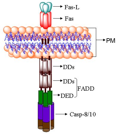 EXCLI Journal 2009;8:155-1 ISS 1611-2156 Received: June 29, 2009, accepted: July 27, 2009, published: July 31, 2009 Figure 4: Diagrammatic representation of initiator caspase activation complexes.