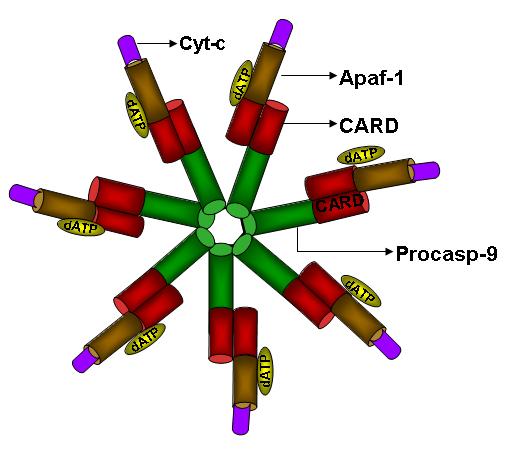 These recruitment platforms are multiprotein complexes consisting of a variety of molecules accumulated on a central scaffold protein for example apoptosome scaffold protein Apaf-1, which is