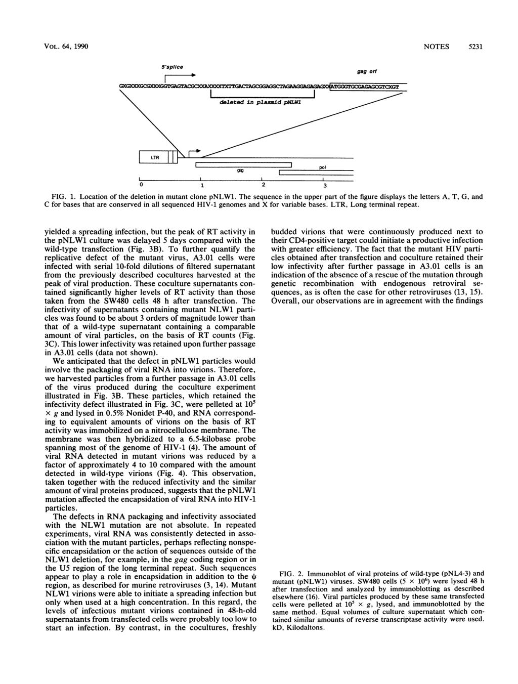 VOL. 64, 1990 NOTES 5231 5'splice gag orf 0 1-1 -1 J,, ^ --- ~~poi 2 3 FIG. 1. Location of the deletion in mutant clone pnlw1.